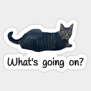 What’s Going On? (Kitty) Sticker